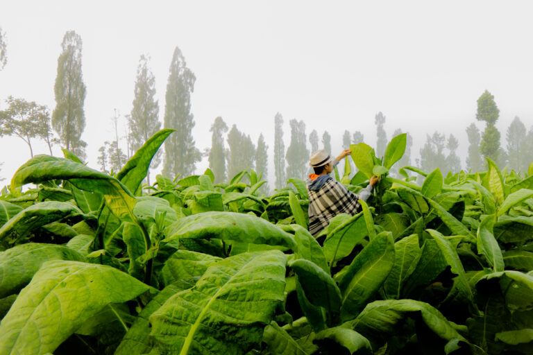 Di Balik Asap, Tersembunyi Manfaat Herbal Tembakau